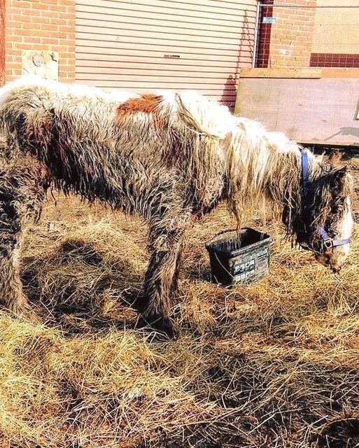 Starving horse is dumped and