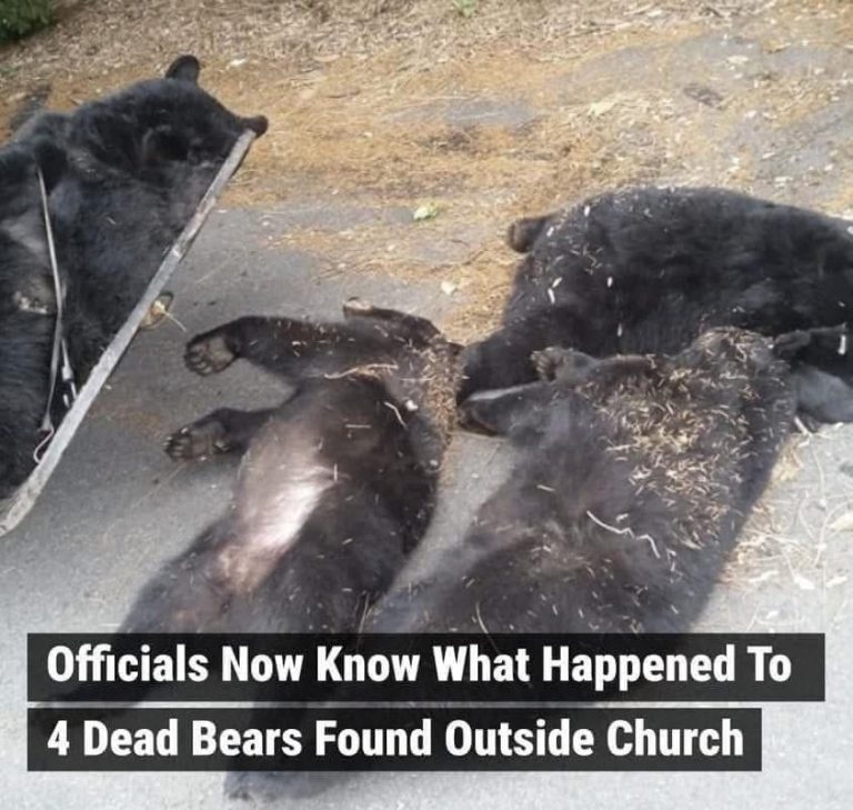 Officials Now Know What Happened To 4 deaad bear..