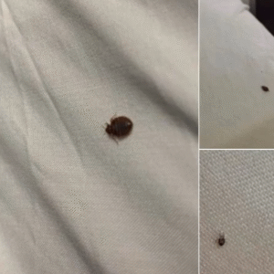 If you find ticks inside your home, here’s what you should know