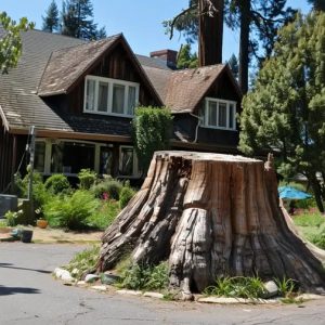 When a Jealous Neighbor Destroyed Our 200-Year-Old