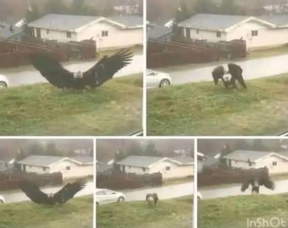 Giant Eagle captured in Bro…