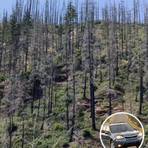 Only People With ‘Eagle Eyes’ Can Spot The Hidde