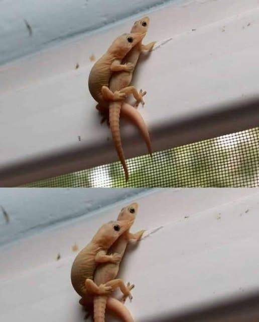 The Mysterious Meaning of the Appearance of an Owl and…