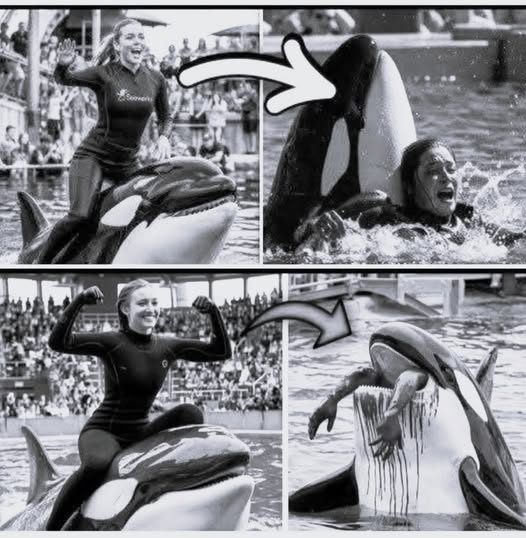 Coach Orca is Destroy by this thing while … see more