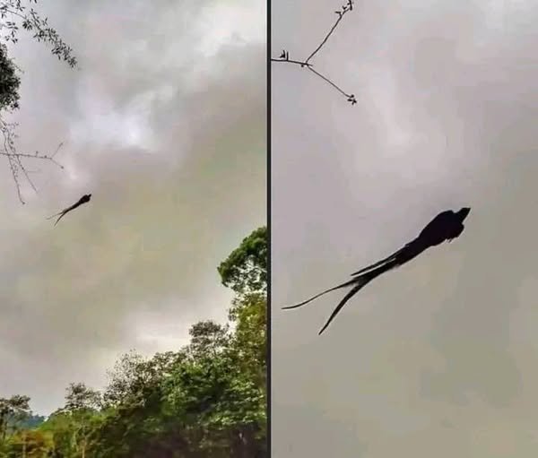 Majestic captured in Mexico…See More