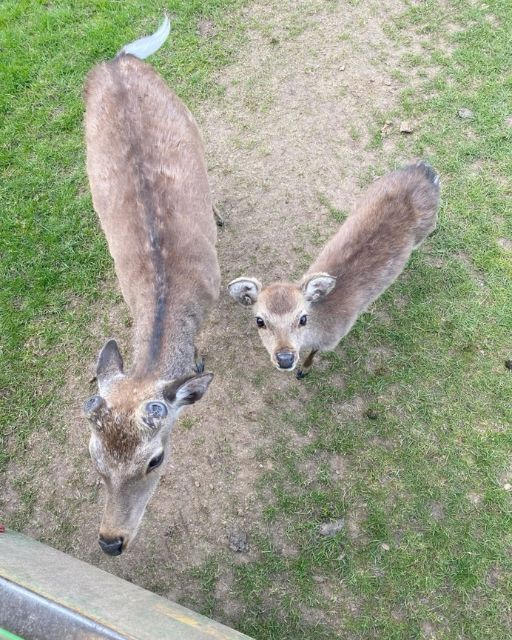 I THOUGHT THEY WERE JUST CURIOUS DEER