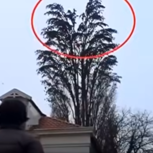 He was just filming a tree. But at 0:18 something happened