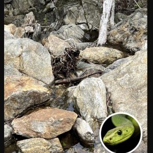 Only People With ‘Sniper Vision’