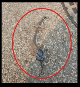 I saw a strange object on the street