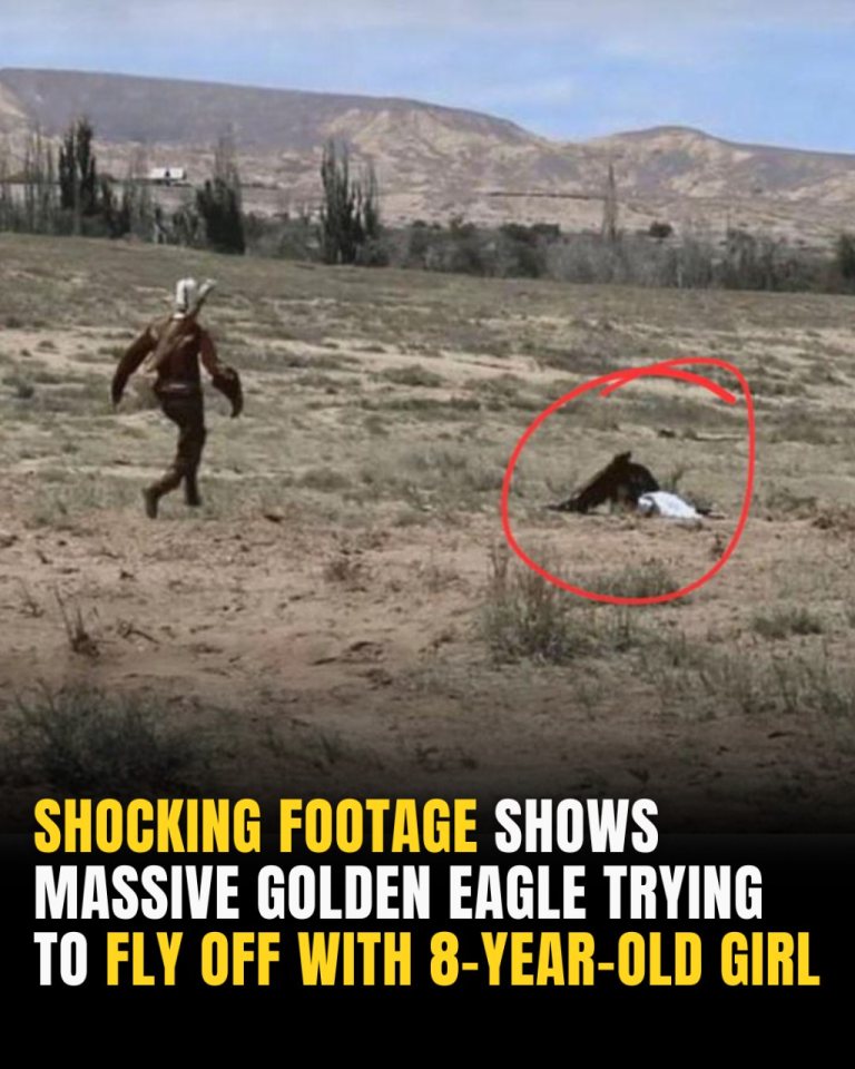 Shocking Footage Shows Massive Golden Eagle