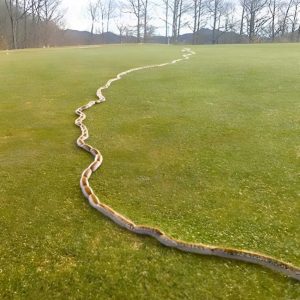 I saw something strange in the grass and thought it was just a rope