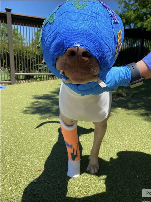 Buddy was cruelly set on fire and strangled with an extension cord