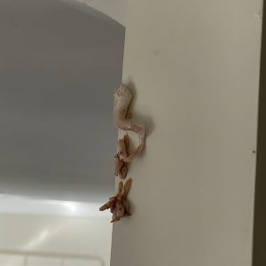 Crunchy Pink Surprise on Wall