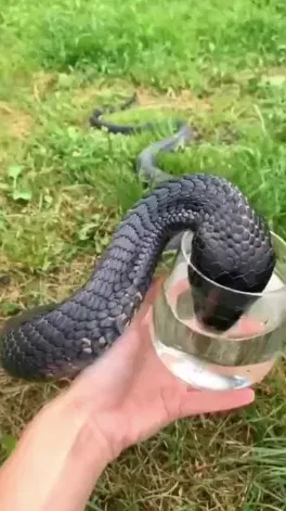 Wild Snake “Begged” Me For Some Water. When…