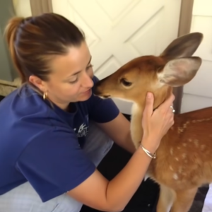 The Mysterious Deer That Brought a Message