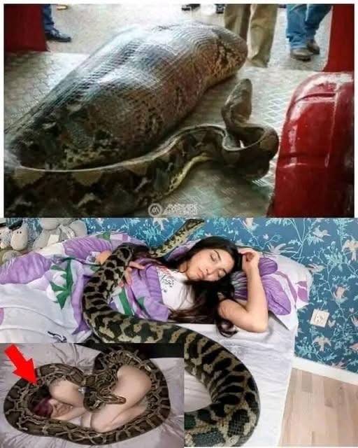 Woman slept with her python every ni