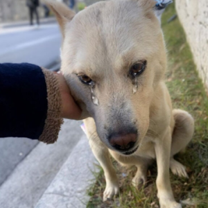 The Dog Who Was Ignored, But Never Lost Hope