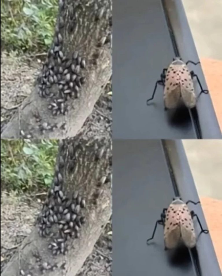 Don’t Wait—Take Immediate Action If This Insect