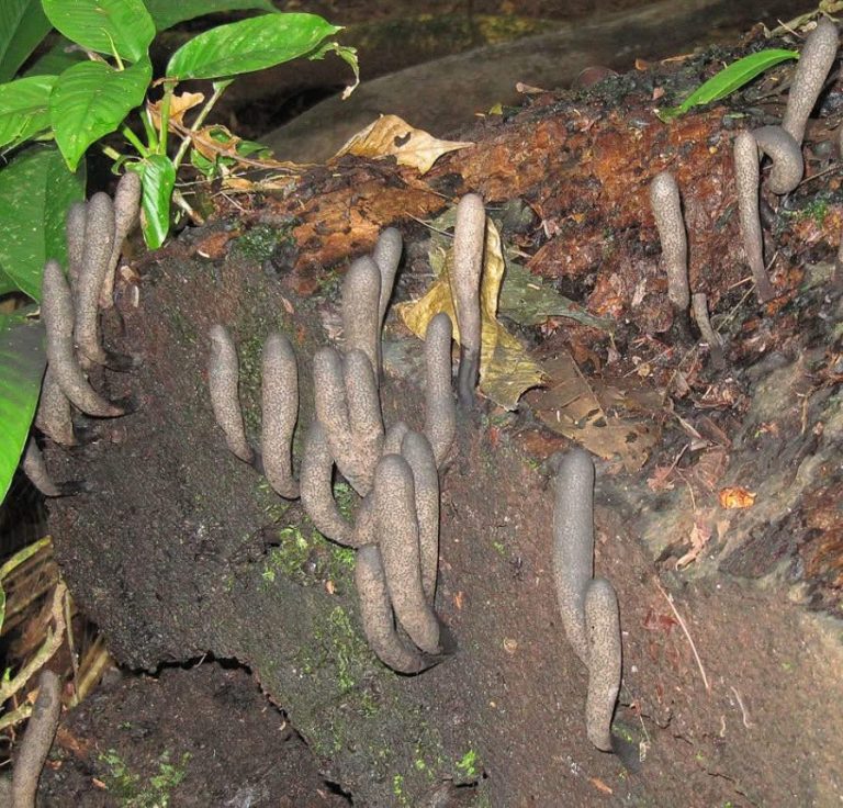 What Is The Strange Fungus That Looks Like a Hand