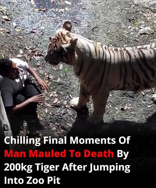 Chilling Final Moments Of Man Mauled To Death By 200kg Tiger After…