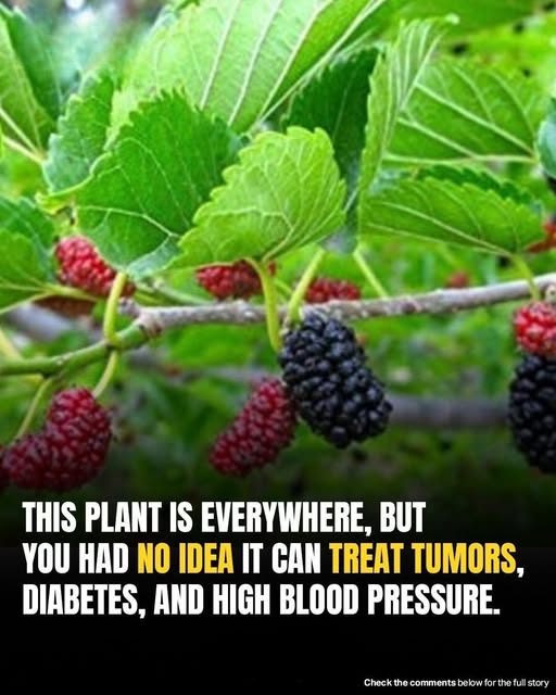 Common Backyard Plant May Help Fight Tumors, Diabetes,