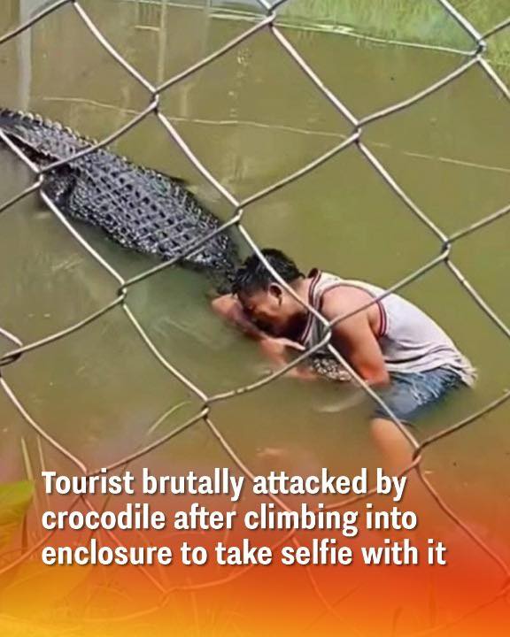 Tourist Viciously Attacked by Crocodile