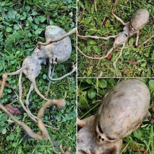 Neighbor finds ‘alien’ object in their backyard that