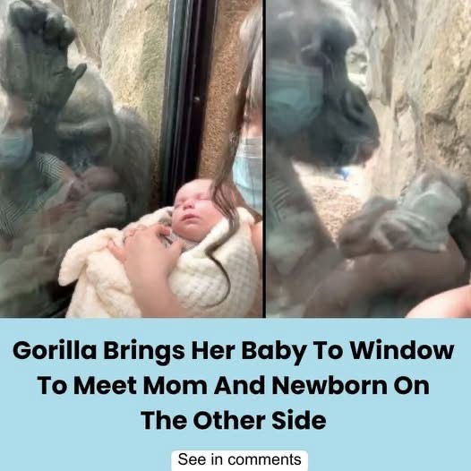 Emotional Zoo Moment Between Gorilla And Family