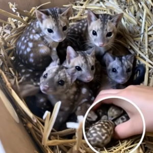 Researchers Discover Rarely Spotted Creatures