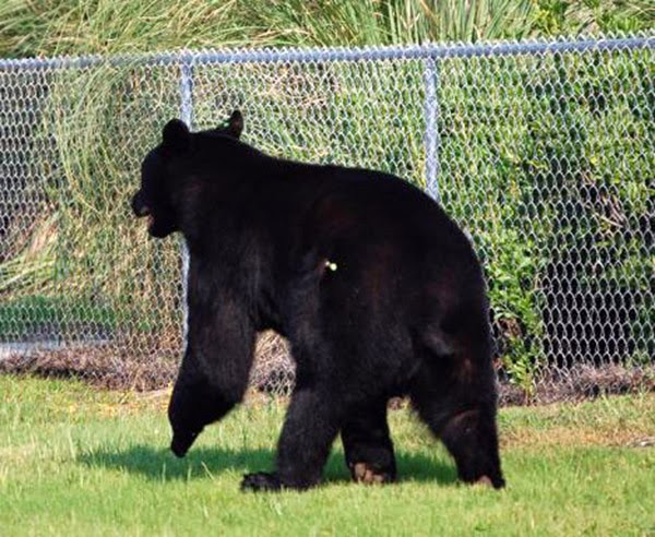 A 400 Pound Black Bear Was Drowning In The Ocean