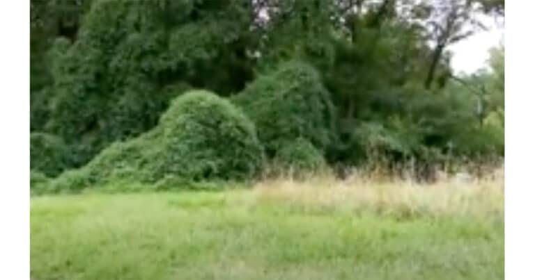 Man Hears Crying Coming From Bushes –