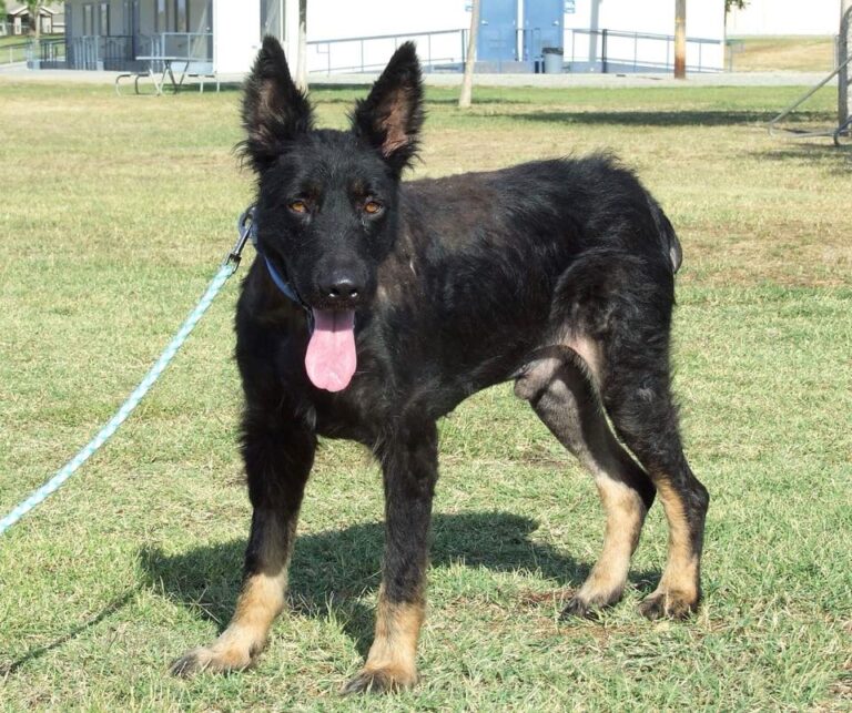 “Werewolf” Stands On Side Of Road For Months:
