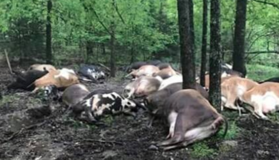 Farmer Finds Pasture Empty, Sees All 32 Dead Cows