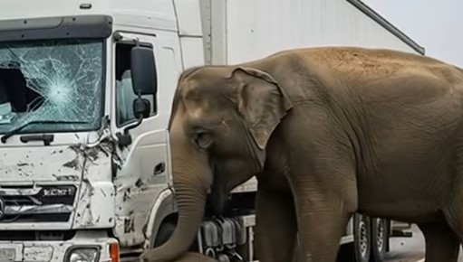 Driver Hits Baby Elephant