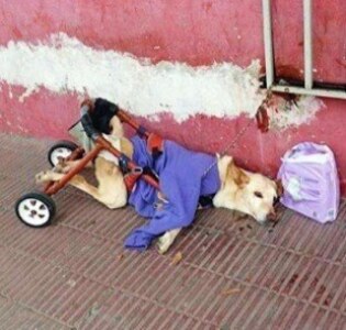 Paralyzed Dog Abandoned with