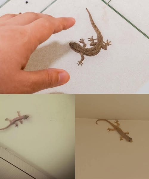 Did you know: When a lizard visits your house