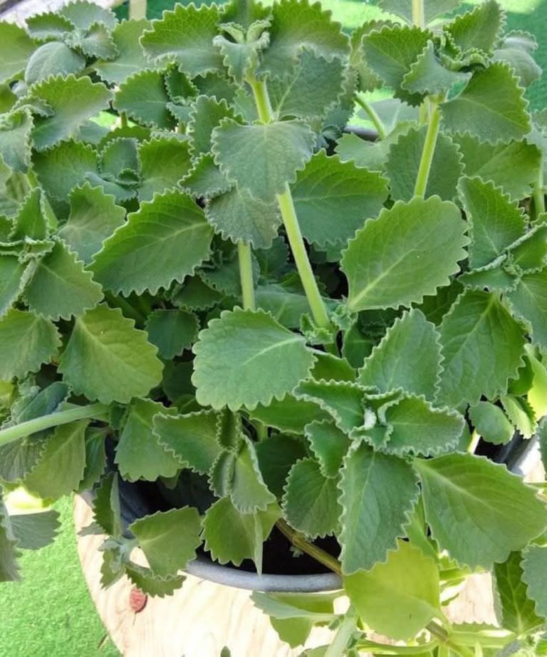 Just 1 oregano leaf a day and you won’t suffer