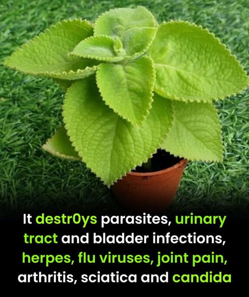 Oregano: A Powerful Herb for Stomach Health