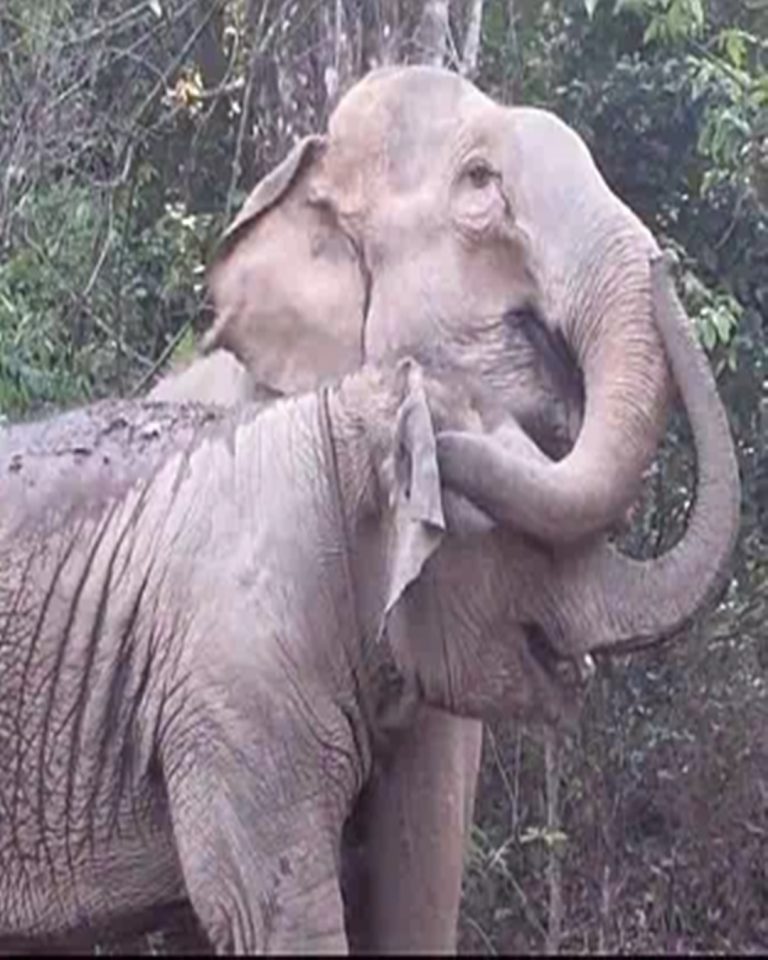 The Day MeBai Found Her Mother Again.