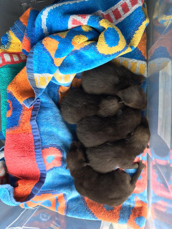 These ‘Puppies’ Found Under An Old