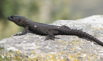 RecordA Young Girl Thought She Found