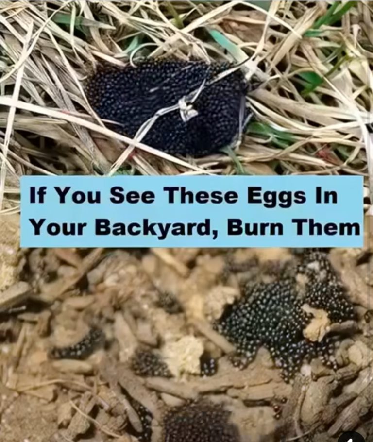 If You See These Eggs In Your Backyard