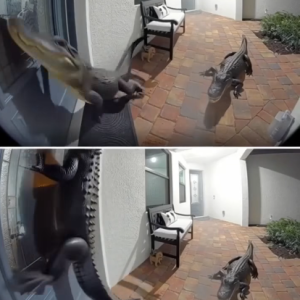 Florida Family Surprised as Two Alligators