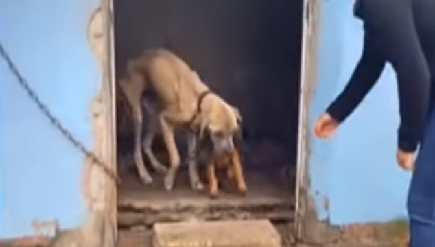 Puppy’s Bravery and Loyalty Glow Through