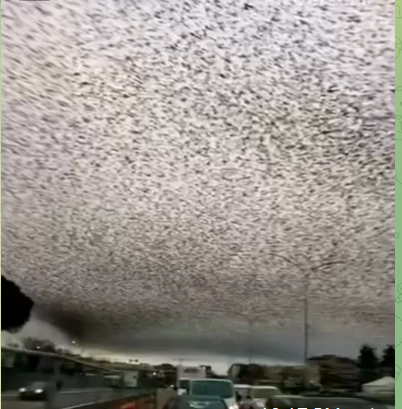 Winter Invasion: Stunning Bird