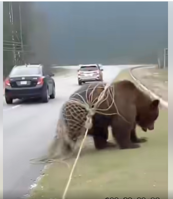 The Bear Who Remembered