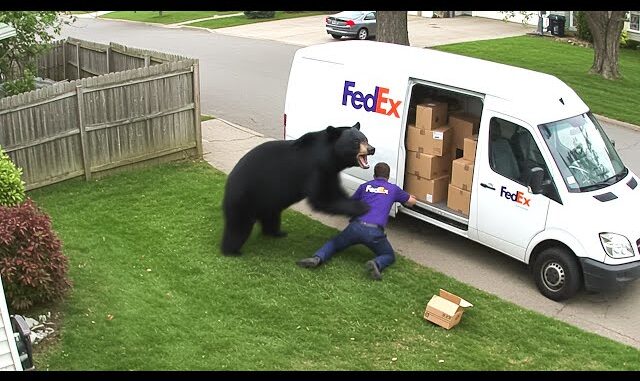 Delivery Drivers vs Animals