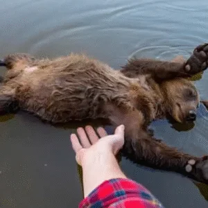 NEVER COME BETWEEN A MOTHE