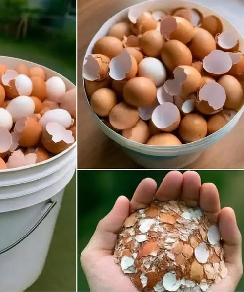 Don’t Toss Those Eggshells: 17 Ways to R