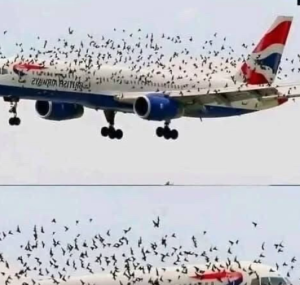 The Viral “Bird Escort” Photo That Captured